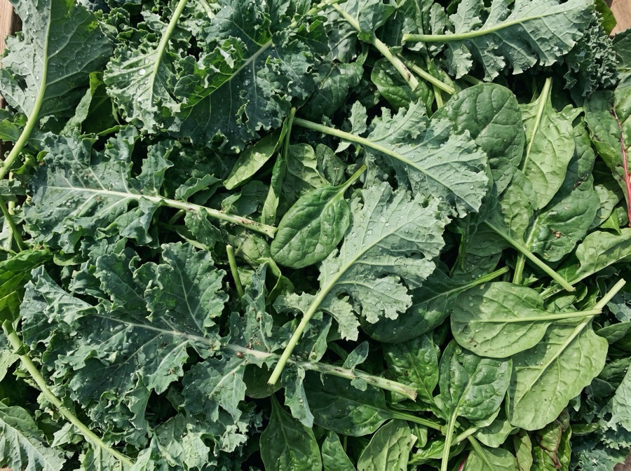 Fresh green kale and leafy greens filling the frame
