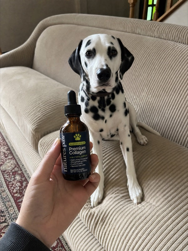 Customer photo from Melissa R.'s review: Dalmatian on the couch with the bottle