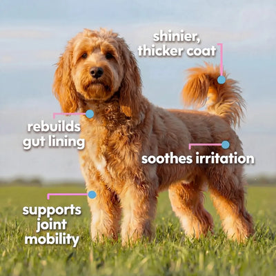 Premium Liquid Collagen