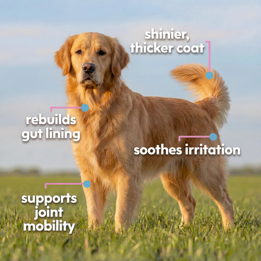 Nature's Paw® Premium Liquid Collagen