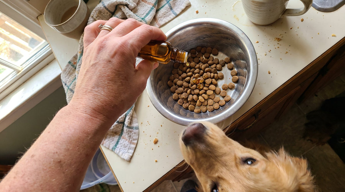 A few drops of Nature's Paw liquid collagen going over a bowl of kibble while a golden retriever waits