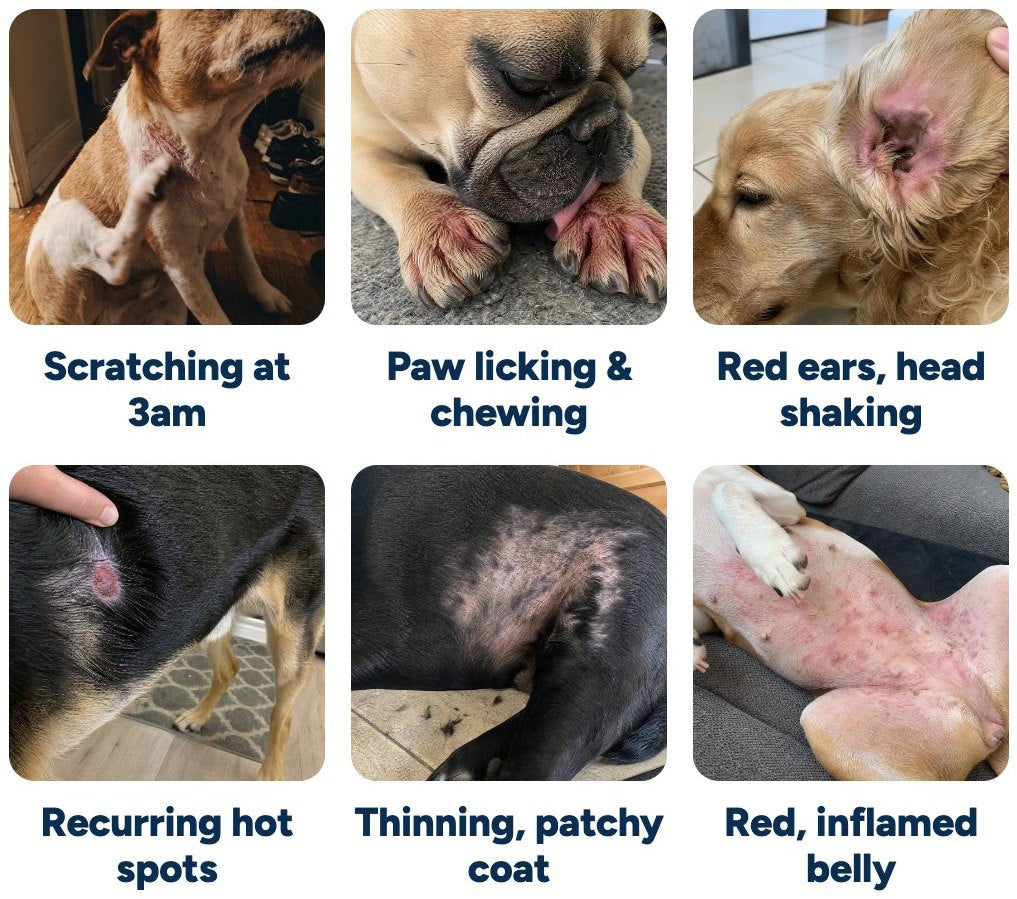 Six symptoms: scratching at 3am, paw licking and chewing, red ears and head shaking, recurring hot spots, thinning patchy coat, red inflamed belly