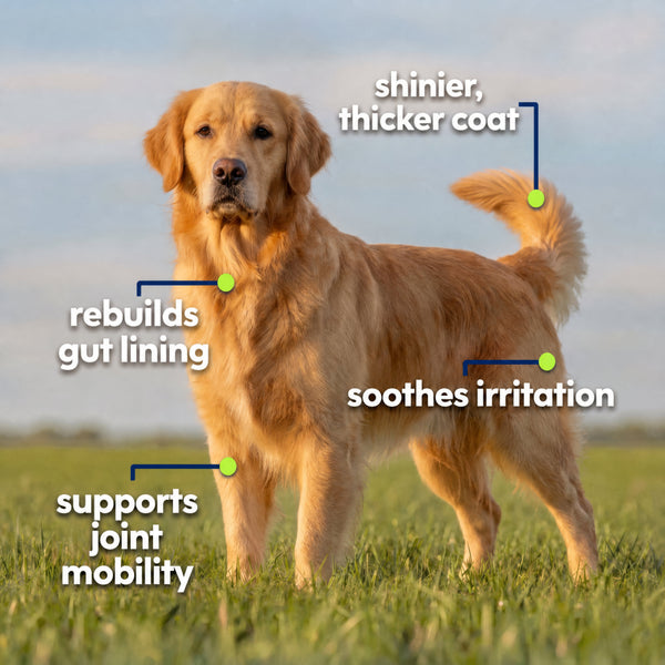 Nature's Paw Premium Collagen benefits callout