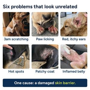 Nature's Paw® Premium Liquid Collagen
