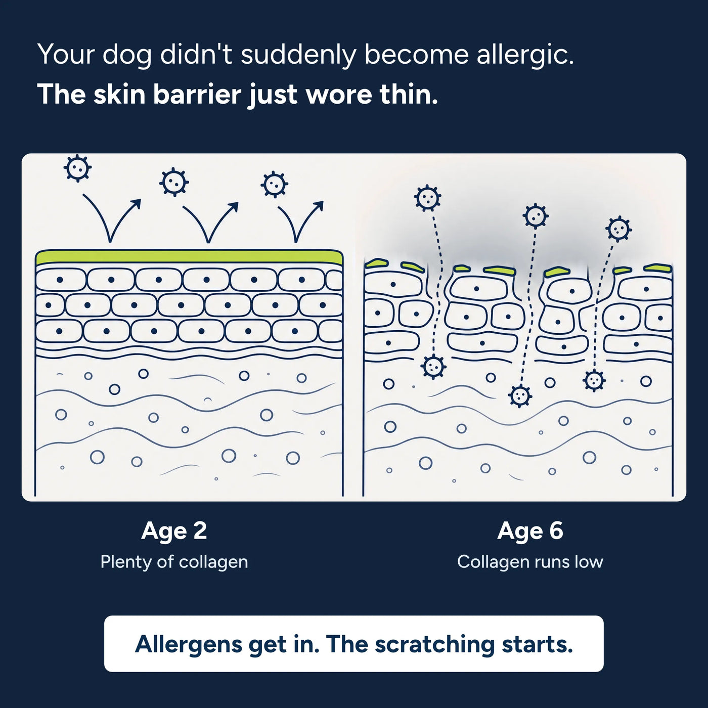 Nature's Paw® Premium Liquid Collagen