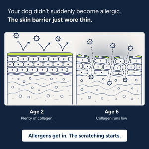 Nature's Paw® Premium Liquid Collagen
