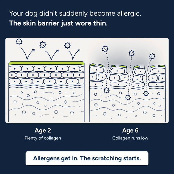 Nature's Paw® Premium Liquid Collagen