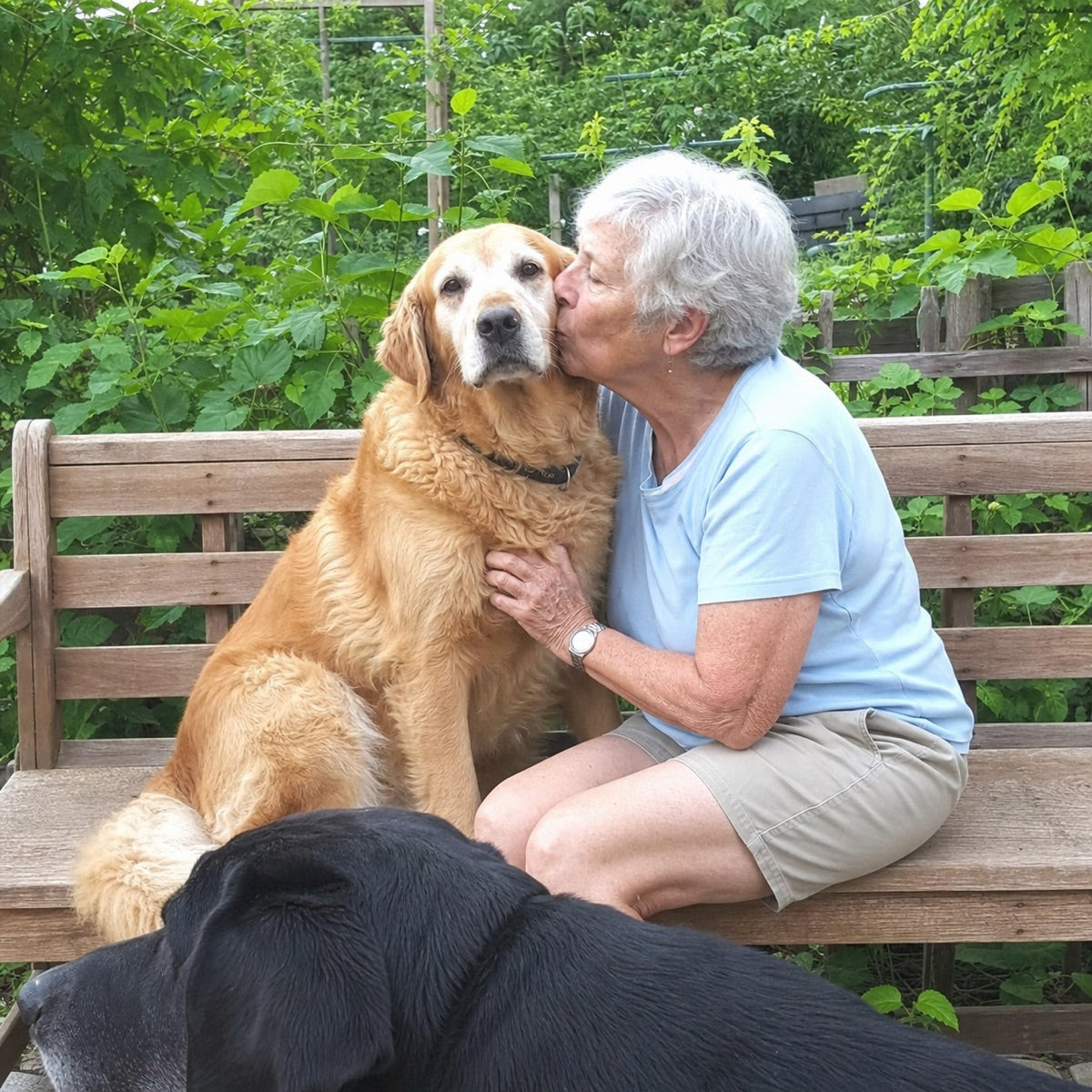 Older woman on a garden bench kissing her golden retriever, a black Labrador beside them