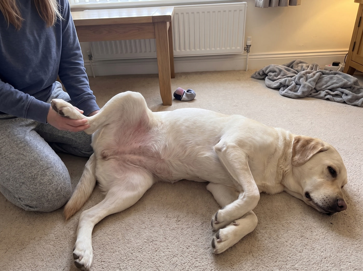 The same Labrador, same room, skin calm and pale, photographed later from a different spot