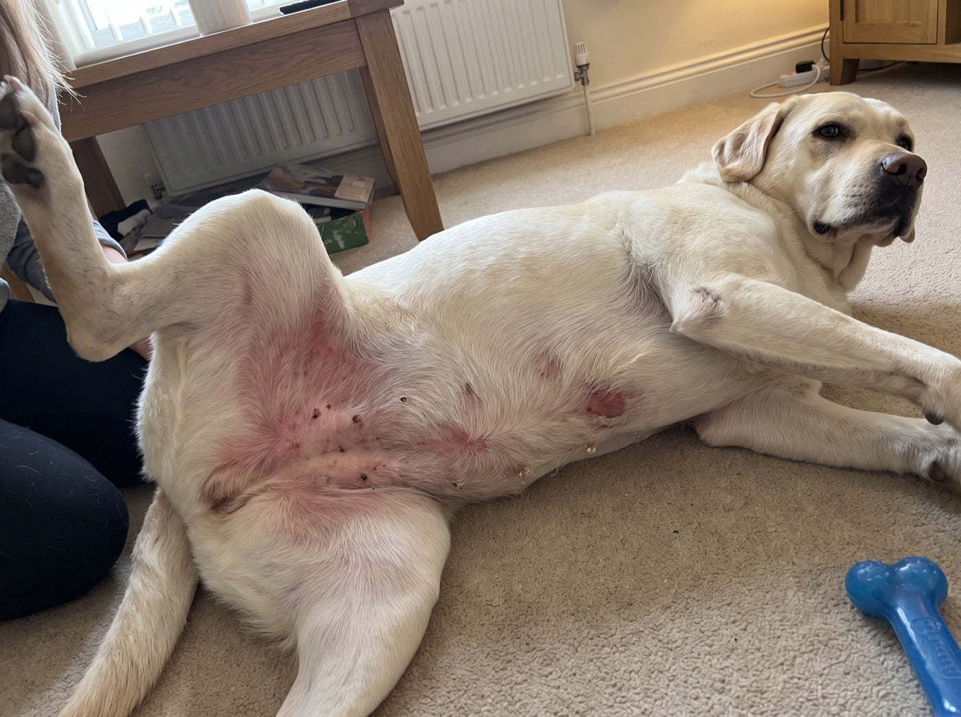 Yellow Labrador's belly and inner thigh, inflamed and pink, on a living-room carpet
