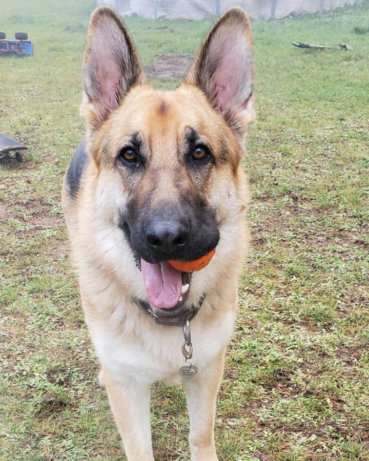 German shepherd standing on grass with an orange ball in its mouth, ears up