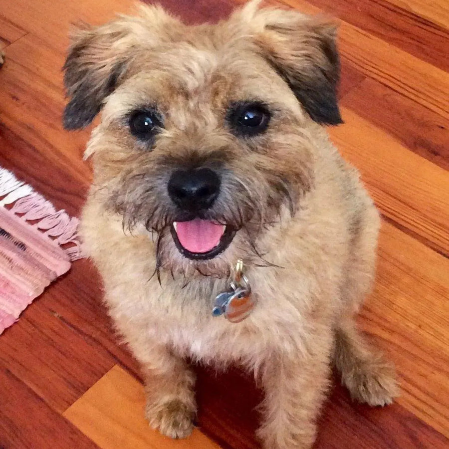 Scruffy border-terrier-type dog on a wooden floor looking up at the phone