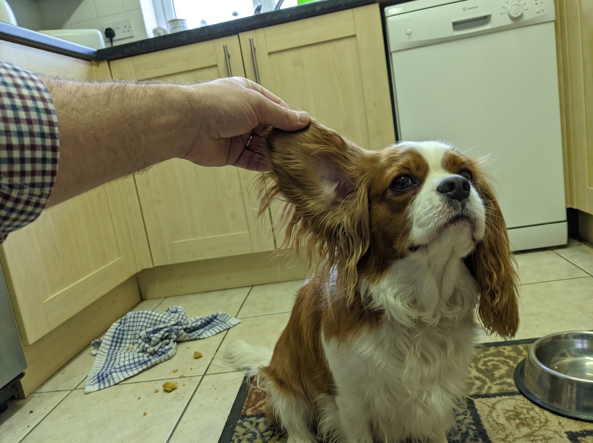 A man's forearm lifting a Cavalier King Charles's ear to show a clean ear canal
