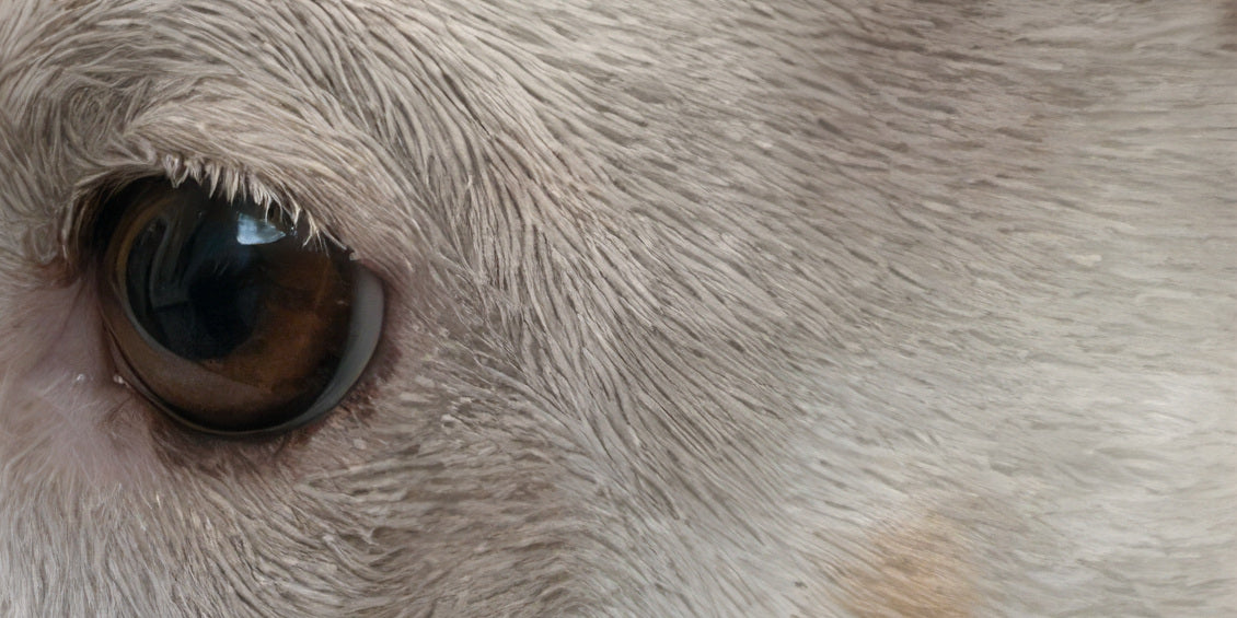 The same eye, the surrounding skin pale and settled