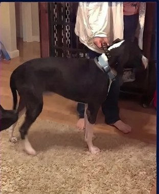 Dog after three months