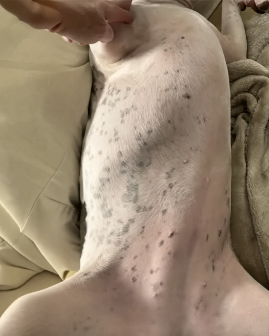 The same dog's belly with calm, pale, clear skin