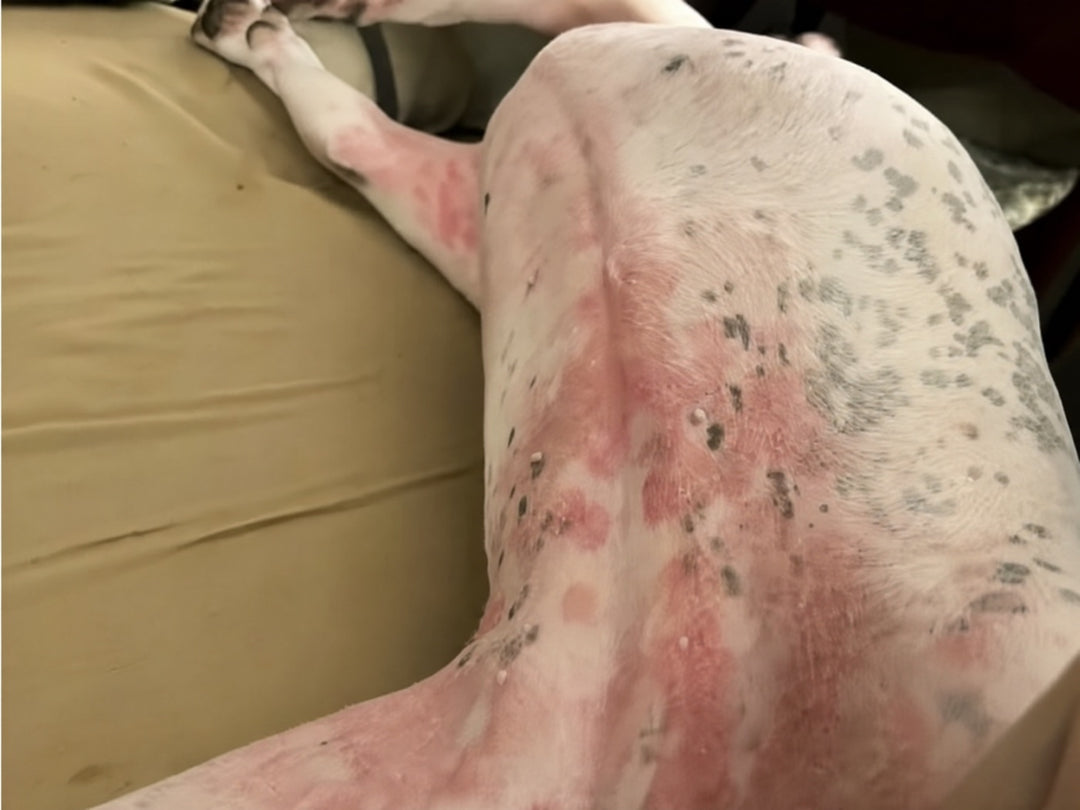 Dog's belly and inner thigh with red, inflamed, spotted skin