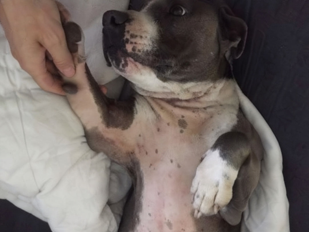 The same dog with a calm, clear chest, owner holding its paw
