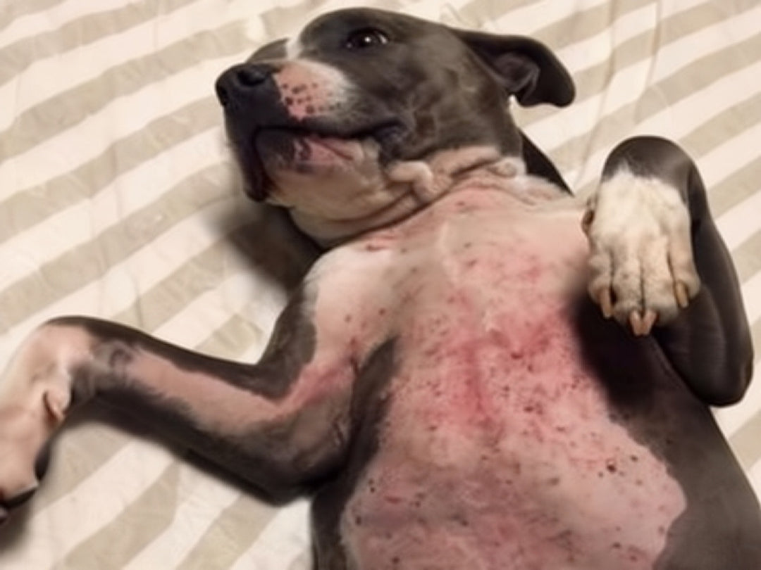 Staffordshire terrier lying on its back with a red, speckled, irritated chest