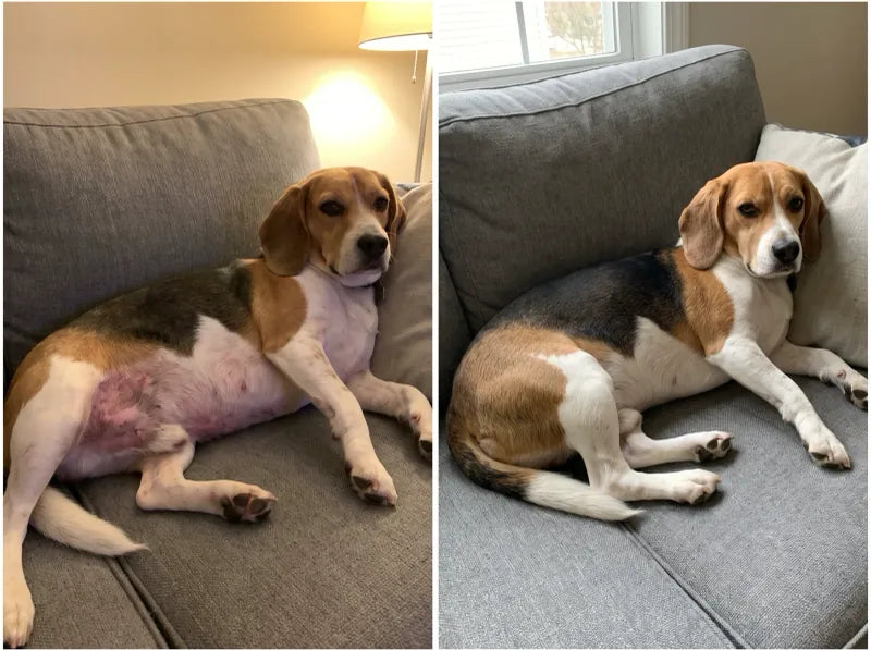 Before and after photos of Karen W.'s beagle