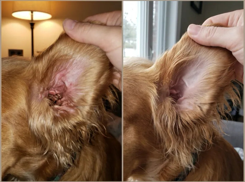 Before and after photos of Marisol G.'s dog