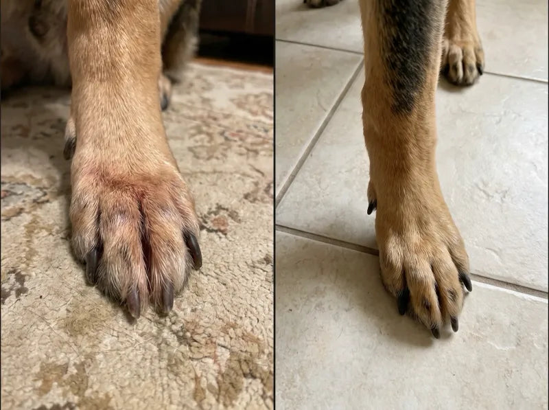 Before and after photos of Debra S.'s German Shepherd