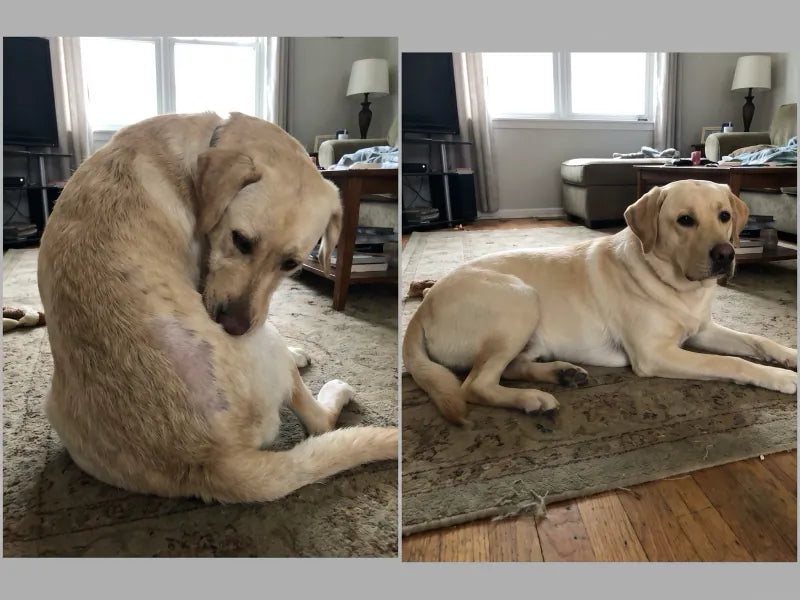 Delores W.'s dog Jasper