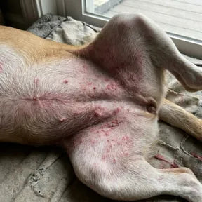 Red belly on a dog lying on its back