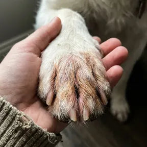 Dog licking its paw